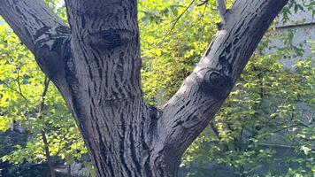 vecchio albero, albero con di spessore rami, bianca albero. un' albero tronco con un' pochi fori nel esso. il tronco è Marrone e pochi bianca macchie video