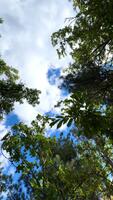 Visualizza di alberi a partire dal sotto, foresta e blu nuvole, natura e pulito aria foresta sfondo albero con verde le foglie è nel il mezzo di un' foresta video