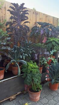 Decorative potted kale plants growing outdoors near wooden fence organic gardening concept natural texture green and purple leaves fresh vegetables vertical composition photo