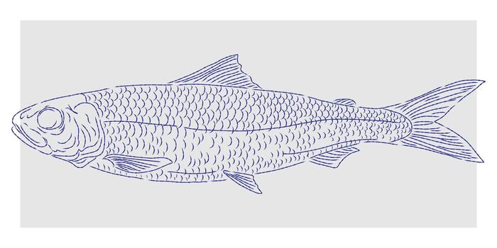 a fish is drawn in a sketch style vector
