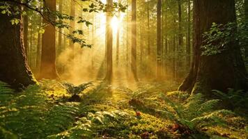 solljus strömmar genom en vibrerande dimmig skog, skapande en magisk, eterisk atmosfär perfekt för natur dokumentärer och lugn visuella video