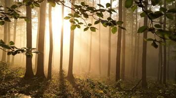 erfarenhet de magi av solljus filtrering genom dimmig skog träd, ett förtjusande scen perfekt för natur dokumentärer eller atmosfärisk berättande video