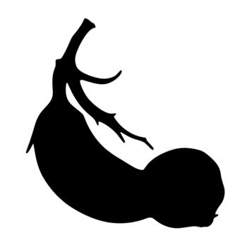 Silhouette of a unique fruit with a stem and several branches against a white background vector