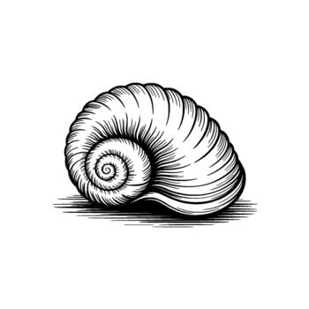 A detailed line art illustration of a single nautilus seashell showing its intricate spiral structure and textured exterior isolated vector