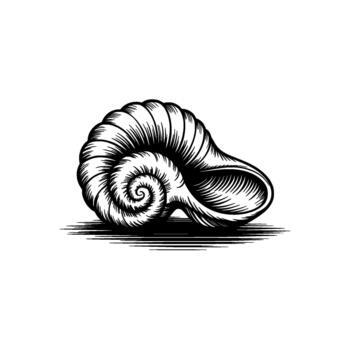 A detailed line art illustration of a nautilus shells spiral structure presented with strong contrast and hatching techniques vector