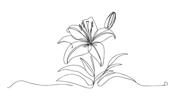 continuous line drawing of lily on white background vector