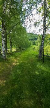 A path through a field with trees and grass photo