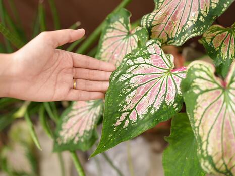 Hand gently touches vibrant plant with large, colorful leaves featuring pink and green patterns. lush foliage creates serene atmosphere, inviting connection with nature photo