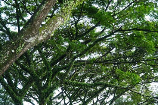 tree branches are completely covered in dense, vibrant green ferns. This lush image is perfect for themes of nature, tropical forests, and rich organic texture. photo