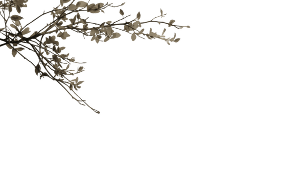 Delicate tree branch with leaves against an isolated on transparent background, creating a serene scene png