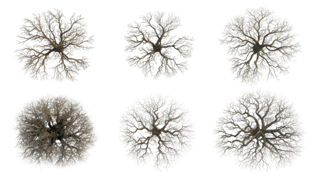 overhead visie van kaal bomen geïsoleerd Aan transparant achtergrond, ideaal voor bouwkundig visualisaties png