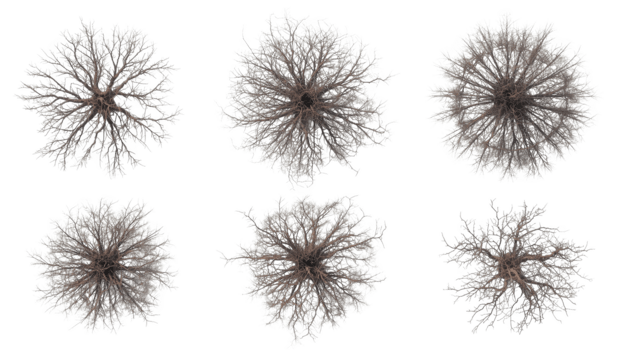 overhead visie van kaal bomen geïsoleerd Aan transparant achtergrond, perfect voor bouwkundig renderings png