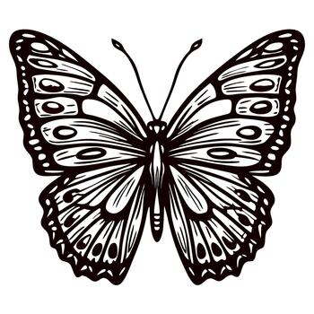 Intricate monochrome butterfly illustration with detailed wings and symmetrical patterns on white background vector