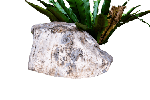 un' grande naturale pietra o masso con un' ruvido struttura, bianca vivace verde felce le foglie e fogliame. isolato sfondo, esso servi come un' robusto e biologico Prodotto Schermo piattaforma o design elemento. png