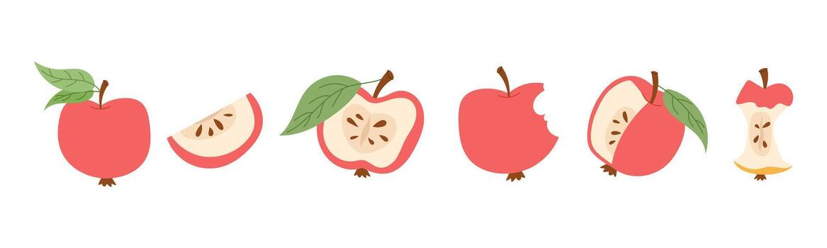 Modern apple collection in minimal line style. Simple fruit design with outline, halves and slices isolated on white background. vector