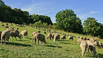 får betning på en grön fält i färsk luft. frigående får på de enkel. flock av får i de fält. video