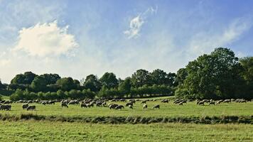 får betning på en grön fält i de färsk luft. frigående får på de enkel flock av får i de fält. video