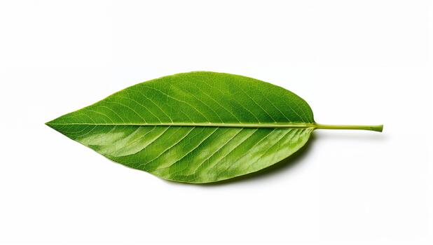 a simple, isolated shot of a single vibrant green lanceolate leaf with clearly visible veins and stem, lying on a pure white background with a soft shadow. photo