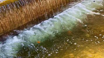 fluindo água cascatas sobre rochas, criando ondulações e espuma dentro a sereno meio Ambiente do uma floresta corrente às meio dia video