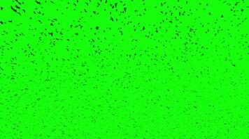 A large flock of black birds flying right to left, a group of pigeons chroma key green screen. Silhouettes of Migrating Birds in motion far in the sky. Sparrows or Swallows. For compositing VFX video