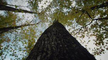 de yta av de brun tall träd bark närbild. textur av träd trunk stänga upp av textur av ett gammal ek träd bark. video
