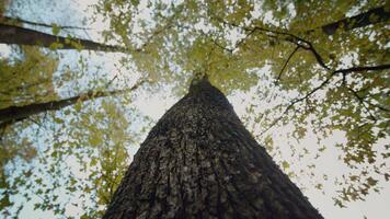 textur av träd trunk stänga upp av textur av ett gammal ek träd bark. de yta av de brun tall träd bark närbild. video