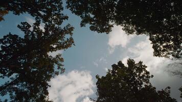 Clouds going over the forest while trees turn multicolor. Trees in the park viewed from underneath. video