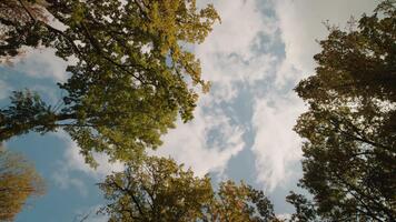Rotating spinning camera from bottom up view of forest in the fall. Green trees turning yellow in the forest low angle. video