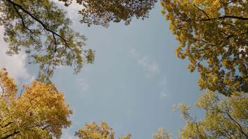 uma baixo ângulo estacionário tiro a partir de por baixo multicolorido bordo, carvalho e tília velho frondoso árvores pequeno céu Visão através árvores dentro outono. video