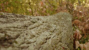 träd trunk i de skog stänga upp av textur av ett gammal ek träd bark. bark yta av en träd på de jord i en parkera. video