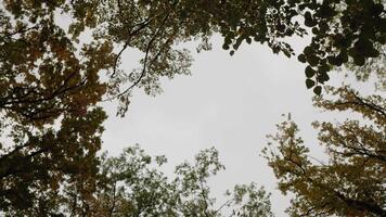 olhando acima dentro a parque para a coroas do a árvores dentro a outono. tranquilo natural fundo com árvores comovente dentro a vento. video