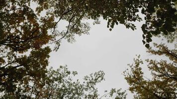 olhando acima dentro a floresta para a coroas do a árvores dentro a outono. tranquilo natural fundo com árvores comovente dentro a vento. video