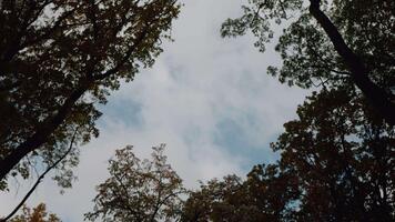 View on the trees in autumn and the wind blowing the crowns. Golden autumn landscape in the forest, tranquil natural background with trees moving in the wind. video