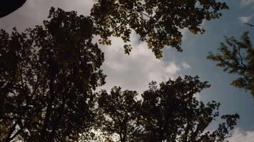 Green trees turning yellow in the forest bottom up view. Trees in autumn view from underneath. video