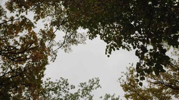 Visão a partir de a inferior acima em a árvores dentro outono e a vento sopro a coroas. dourado outono panorama dentro a floresta. video