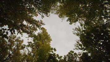 rotativo Câmera tiro uma inferior acima Visão dentro a floresta. positivo emoções ocupado a partir de natureza. video