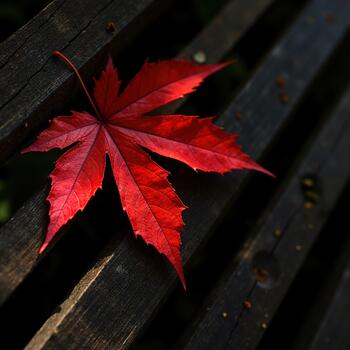 The is a closeup of a single red maple leaf resting on a wooden bench. The leaf is in the center of the and is the only object in the frame. photo