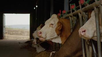 kor bekvämt resten inuti en stor ladugård, njuter en lugna atmosfär med solljus filtrering genom de öppen dörr medan de Tugga cud och socialisera. video