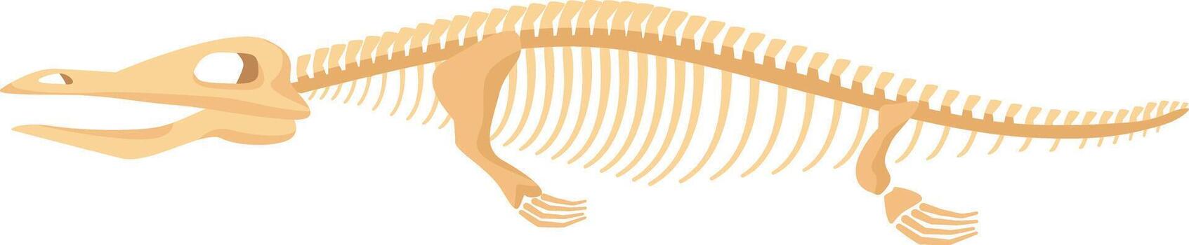 Dinosaur skeleton fossil showing prehistoric animal bones vector