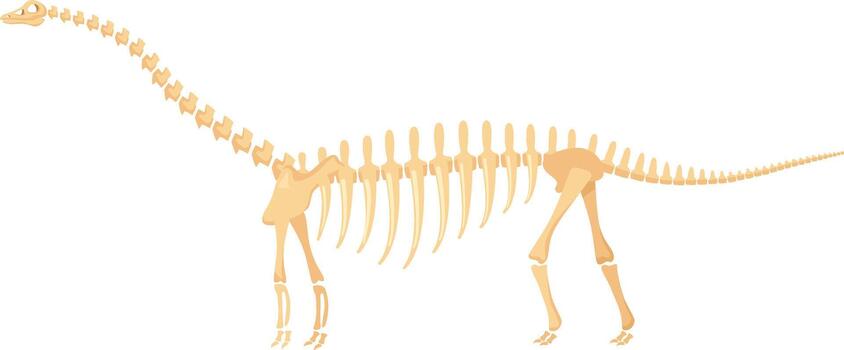Brontosaurus skeleton showing ancient dinosaur bone structure vector