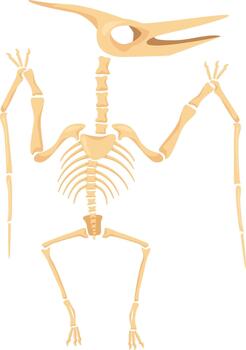 Pterodactyl skeleton illustration displaying ancient flying reptile bones vector