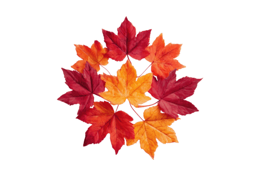 otoño arce hojas arreglado en un circular modelo aislado en un transparente antecedentes otoño png