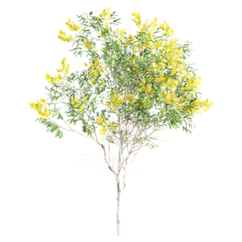 3d Rendern von Leopard Baum auf transparent Segeltuch png
