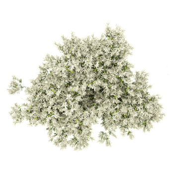 isoliert Flachsblätter Papierrinde Baum auf transparent Segeltuch von oben Aussicht png