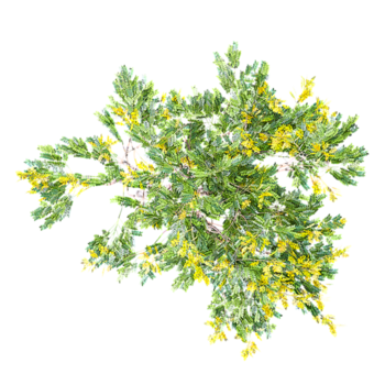 3d Rendering Of Leopard Tree on Transparent Canvas from the top view png