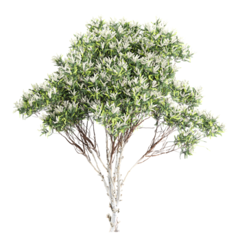 3d representación de hojas de lino corteza de papel árbol en transparente lona png