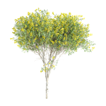 3d representación de leopardo árbol en transparente antecedentes png