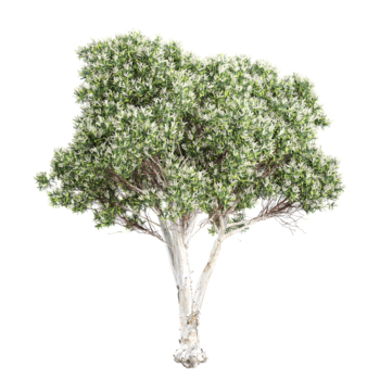 3d Rendern von Flachsblätter Papierrinde Baum auf transparent Hintergrund png