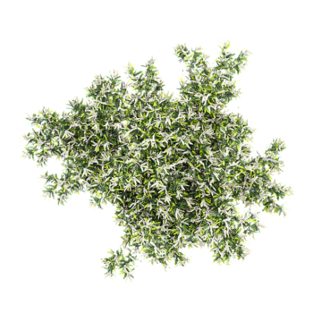 3d Rendering Of Flax-leaved paperbark tree on Transparent Canvas from the top view png