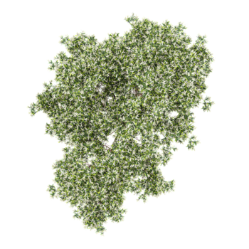 3D rendering of Flax-leaved paperbark tree on transparent background from the top view png